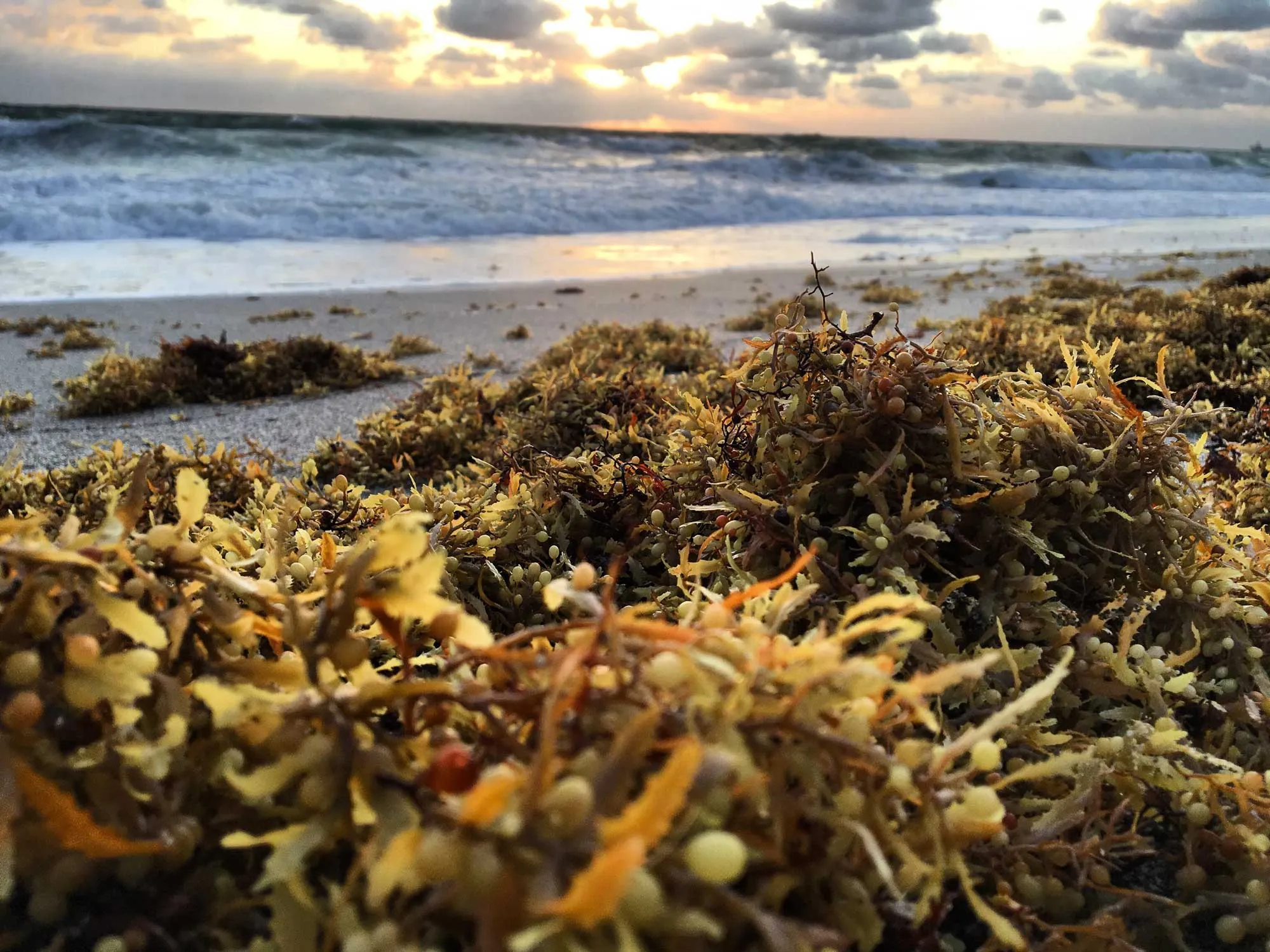 Sargassum header